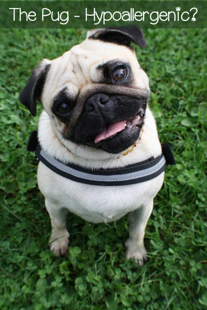 The Pug He's Super Cute & Super Sweet, But Is He