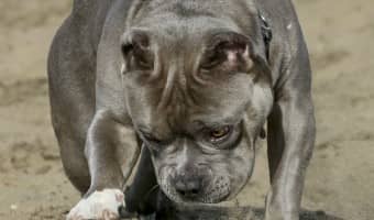 Blue Nose Pits make great family pets just like any other Pit. That's because Blue Nose Pits are just Pits with a "blue" coloring on their nose.
