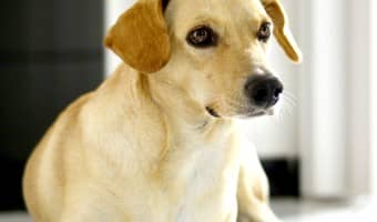 Diabetes in dogs requires close monitoring and proper diet. The foundation of treating diabetes in dogs is a proper diet with the proper carbohydrates.