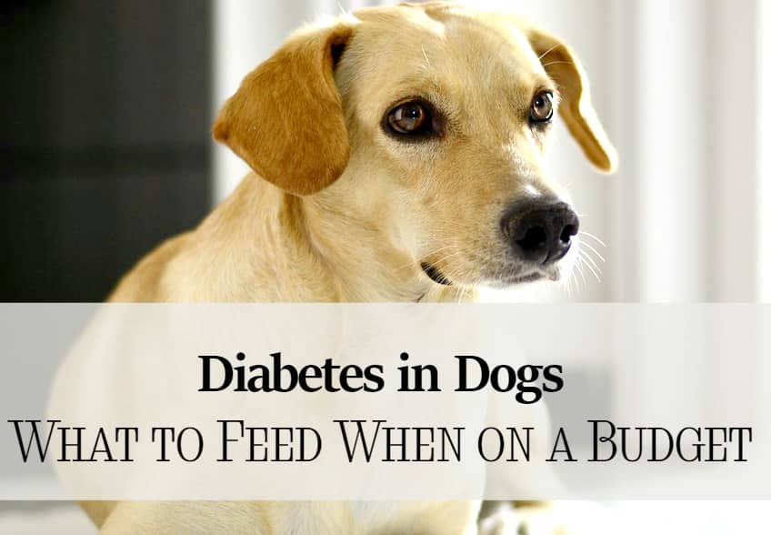Budget Friendly Diabetic Dog Food Budget Friendly Diabetic Dog Food