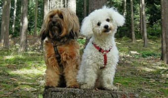 One of our readers asked "do my dogs need their own crates?" Check out our response, including the one time the answer to that may be "no."