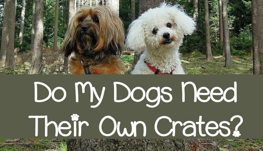 Do My Dogs Need Their Own Crates? DogVills