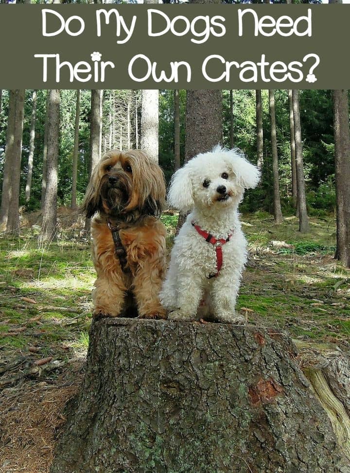 Do My Dogs Need Their Own Crates? DogVills