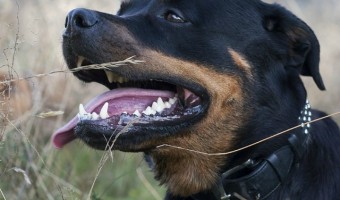 Dog aggression is nothing to take lightly. At the least, your dog will have to be observed for rabies, at worst dog aggression can lead to injury or death.