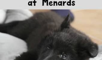 Menards is a great resource for lots of different household products! Dog beds are no different.Check out our guide to Menards dog beds!