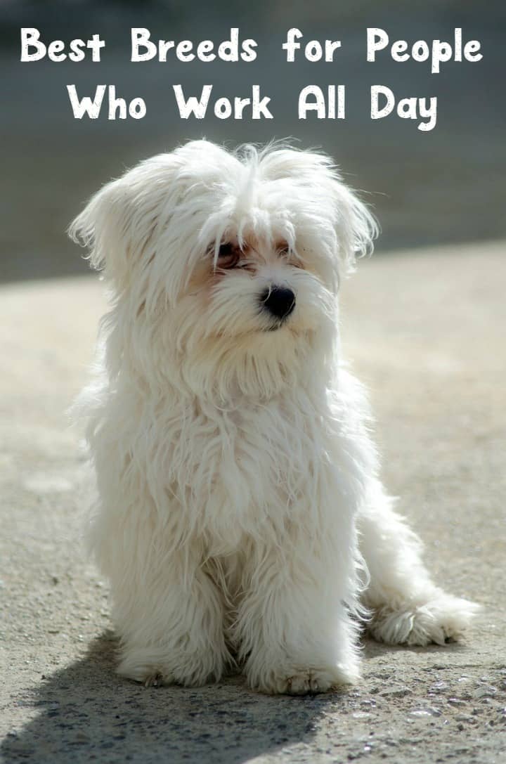 dogs all day best breeds for those who work all day dogvills dogs all day best breeds for those who work all day dogvills