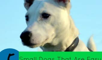 Want a small dog but don't want your house to become his bathroom? Check out this list of 5 small dogs that are easy to house train.