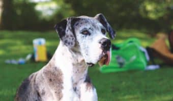 The great Dane is a dog that's as big on heart as it is just plain big.  Check out everything you need to know about this gentle giant!