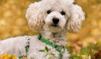 Heartworm is a very dangerous yet preventable disease that can wreak havoc on your dog. Check out everything you need to know to protect your dog.