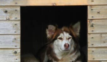 Looking for a new shelter for your pooch? Check out our guide to buying a Home Depot Dog House, including the different types, styles and more!