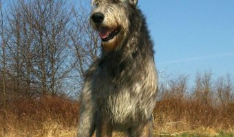 In the world of large dog breeds, there's big, then there's BIG! Check out these gentle giants that you'll fall in love with!
