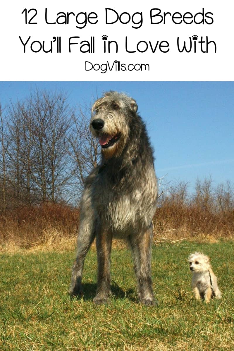 12 large dog breeds you’ll fall in love with - dogvills