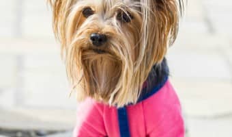 Choosing a great lightweight waterproof dog jacket is a must when walking your dog during the rainy season! Check out our tips!