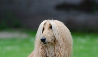 Looking for a lovely dog with luxurious locks to bring home as your next family companion? Check out these long haired dog breeds!