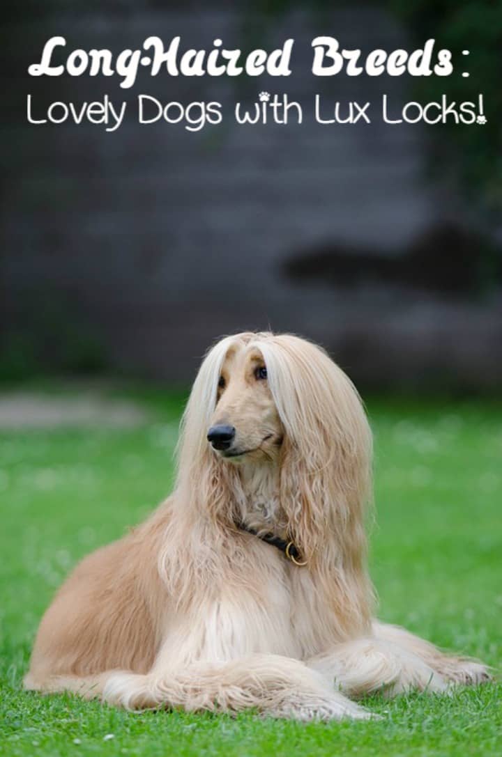 very long haired dog