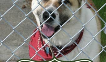 Thinking of getting a Menards dog kennel? We'll tell you everything you need to know to make sure you choose the best option for your pooch!