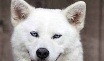 A dog bite can be painful and downright dangerous. These five breeds are know for their dog bite, but most times, they aren't at fault. Learn more about the WHY behind their record.