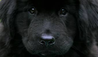 The Newfie is a massive dog built for work and love. The Newfie is extremely affectionate, intelligent, and needs a lot of exercise.