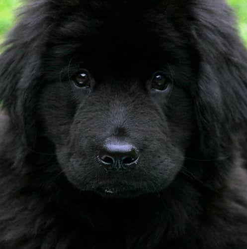 The Newfie is a massive dog built for work and love. The Newfie is extremely affectionate, intelligent, and needs a lot of exercise.