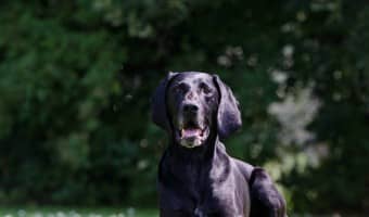 Looking for a great moniker for your new family pooch? Check out these most popular names for male dogs!