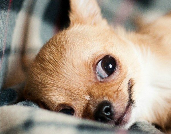 7 Small Dogs That Stay Small - http://www.dogvills.com