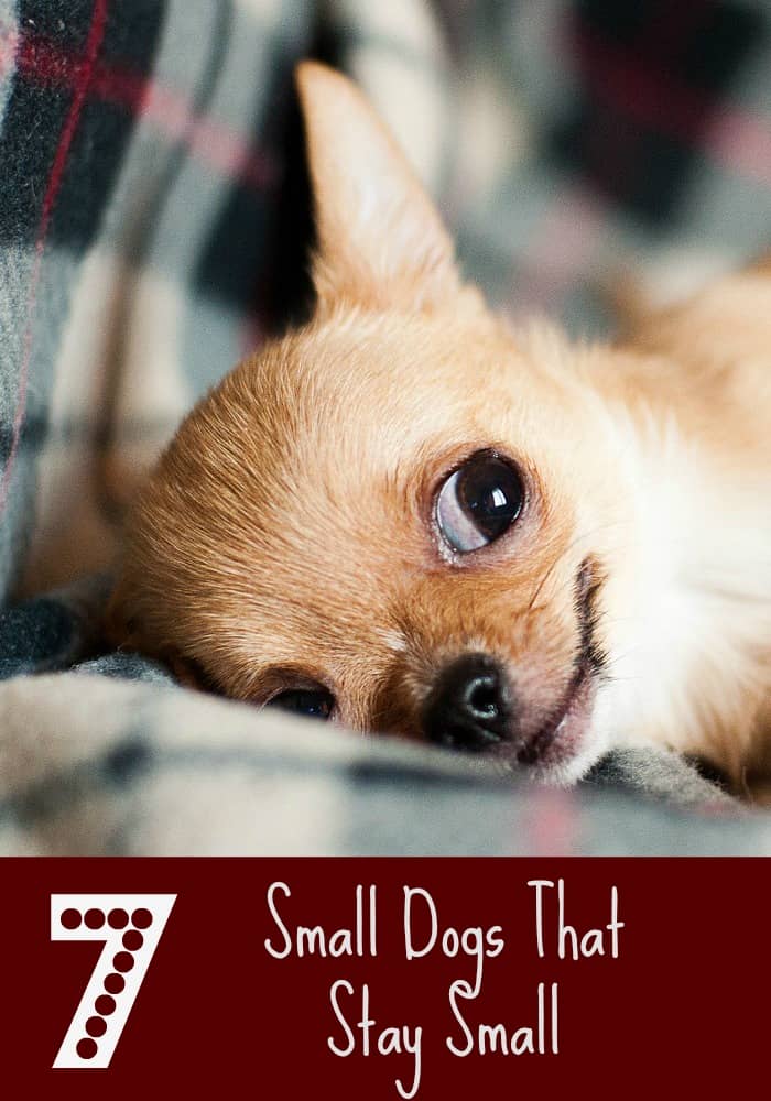 7 Small Dogs That Stay Small - http://www.dogvills.com