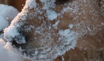 Did you know that January is National Unchain a Dog Month. Winter is here and it is cold! Bring your dogs inside. If you can't, follow these tips to keep him safe outdoors.