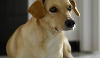 Unexplained weight loss in your dog is serious business! Learn more about potential causes and what to tell your vet to get to the bottom of it.