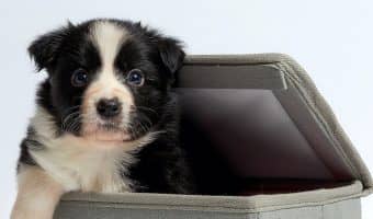 Are bully sticks for puppies a safe way to satisfy their need to chew? Yes, if you follow certain safety rules! Check out everything you need to know!