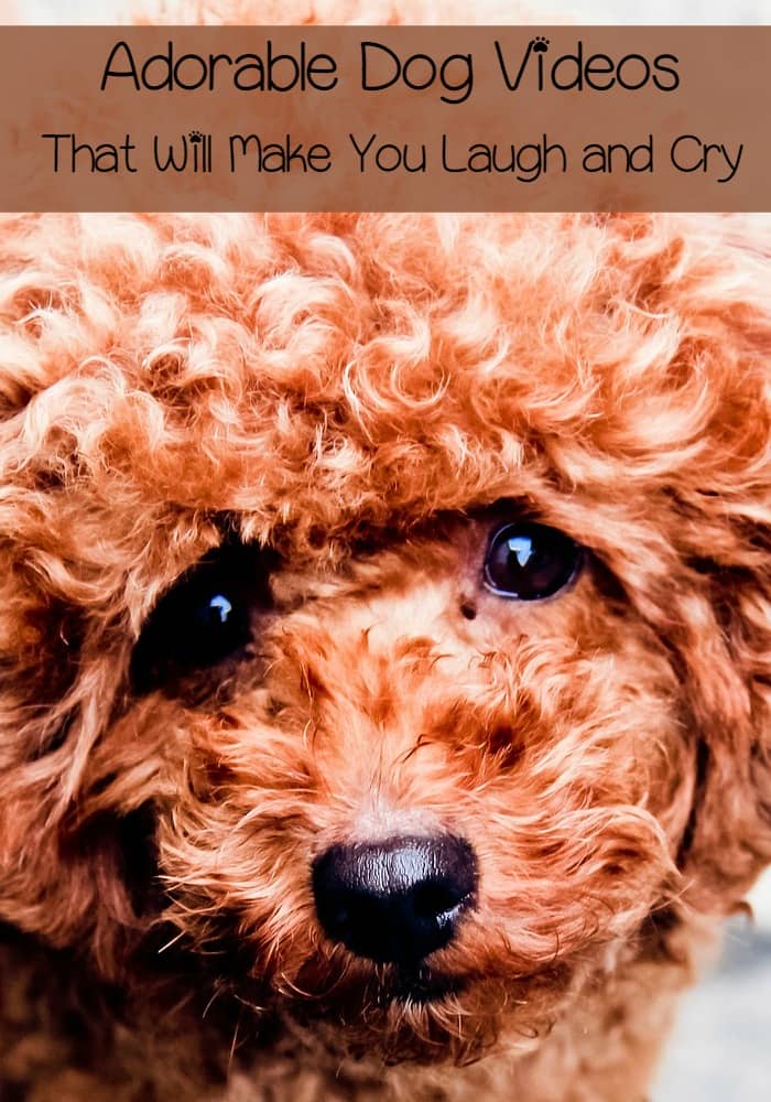 9 Adorable Dog Videos That Will Make You Laugh and Cry - DogVills 9 Adorable Dog Videos That Will Make You Laugh and Cry - DogVills