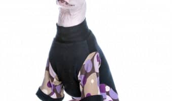 The American Hairless Terrier was a happy accident. A major genetic defect in one puppy resulted in the American Hairless Terrier that we know today. Learn all about this great hypoallergenic dog!