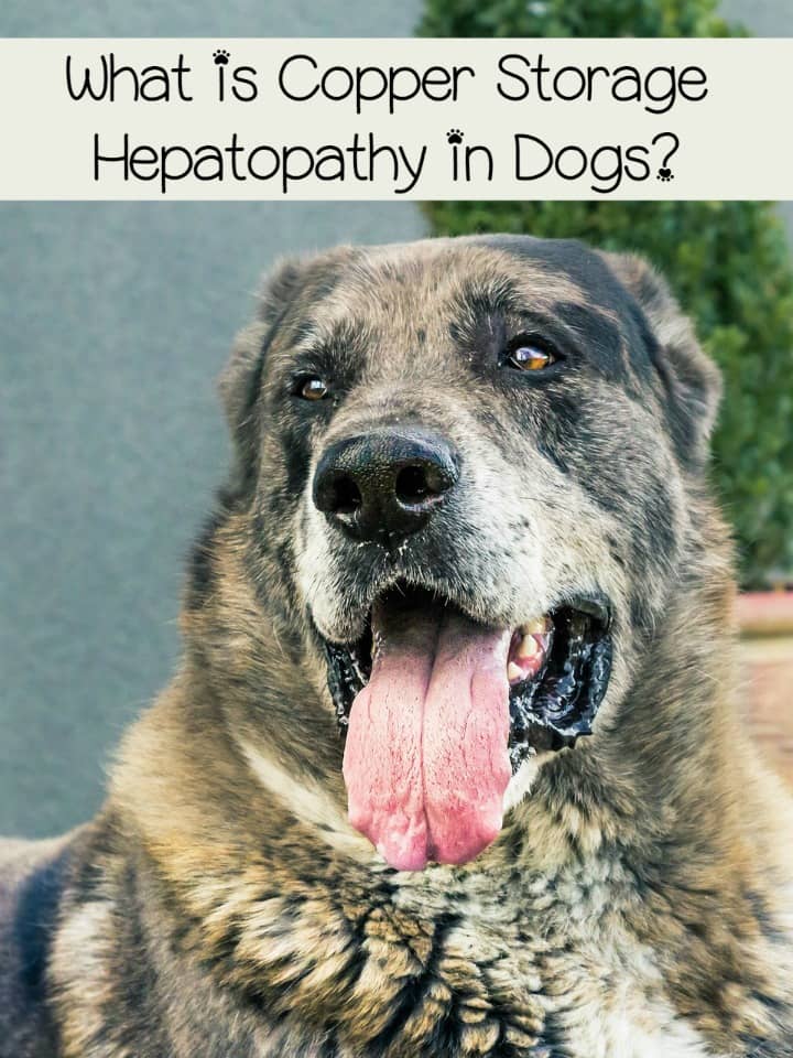 What is Copper Storage Hepatopathy in Dogs? DogVills