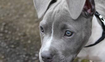 Need a little help in coming up with a moniker for your little girl pooch? Check out these cute TV sitcom dog names for females for inspiration!