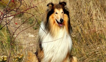 Diphenhydramine for dogs is an exceedingly safe way to treat mild allergies. Diphenhydramine for dogs can be effective and is always safe. Learn more!