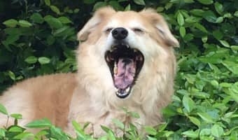 Dog saliva is a prime source of the proteins of dog allergies. Even if your dog is hypoallergenic, remember to stay away from dog saliva.