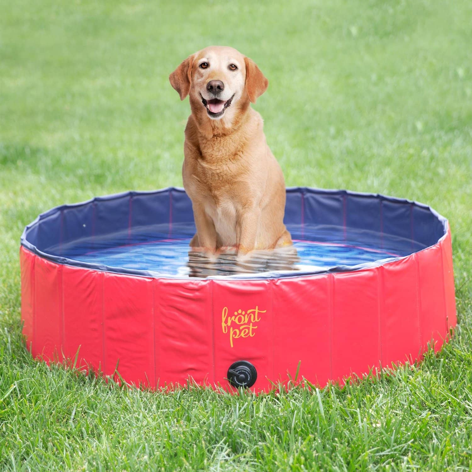 Choosing the Best Dog Swimming Pool for Every Budget & Backyard DogVills