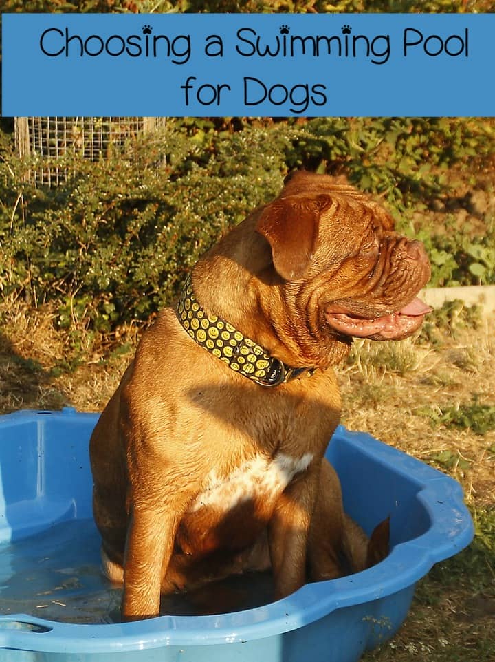 best swimming dogs choosing the best swimming pool for every budget backyard dogvills best swimming dogs choosing the best swimming pool for every budget backyard dogvills