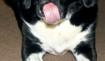 Take the guesswork out of feeding your dog a raw diet with Only Natural Pet EasyRaw, now available at PetSmart! Check out the benefits of this great food!