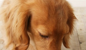 Food intolerance and food allergies are two different things. However, both food intolerance and food allergies can make your dog terribly miserable. Learn more about the difference!