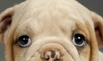 Wondering how to housebreak your puppy without a crate? It's totally possible! Check out our tips!