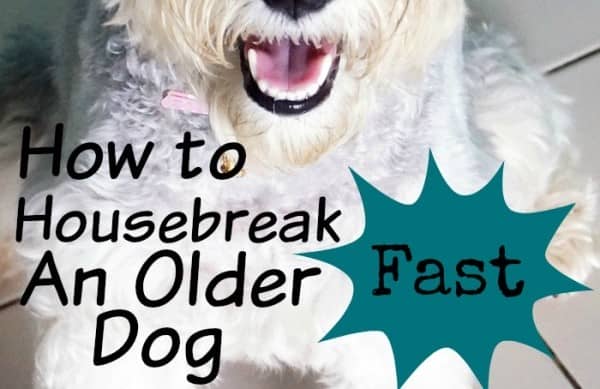 5 Excellent How To House Train Old Dog Free