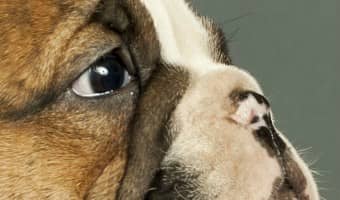 Check out these 5 tips to housebreaking your puppy when you work full time! Keep reading, it is not as hard as you might think.