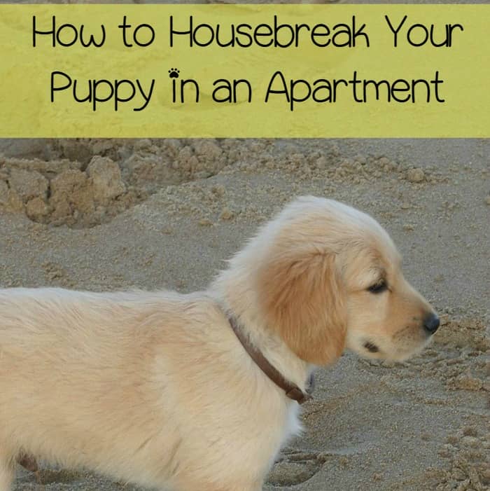 How to Housebreak Your Puppy in an Apartment DogVills
