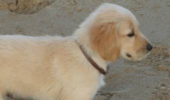 Learning how to housebreak your puppy in an apartment is not as difficult as it might seem at first. Check out our tips!