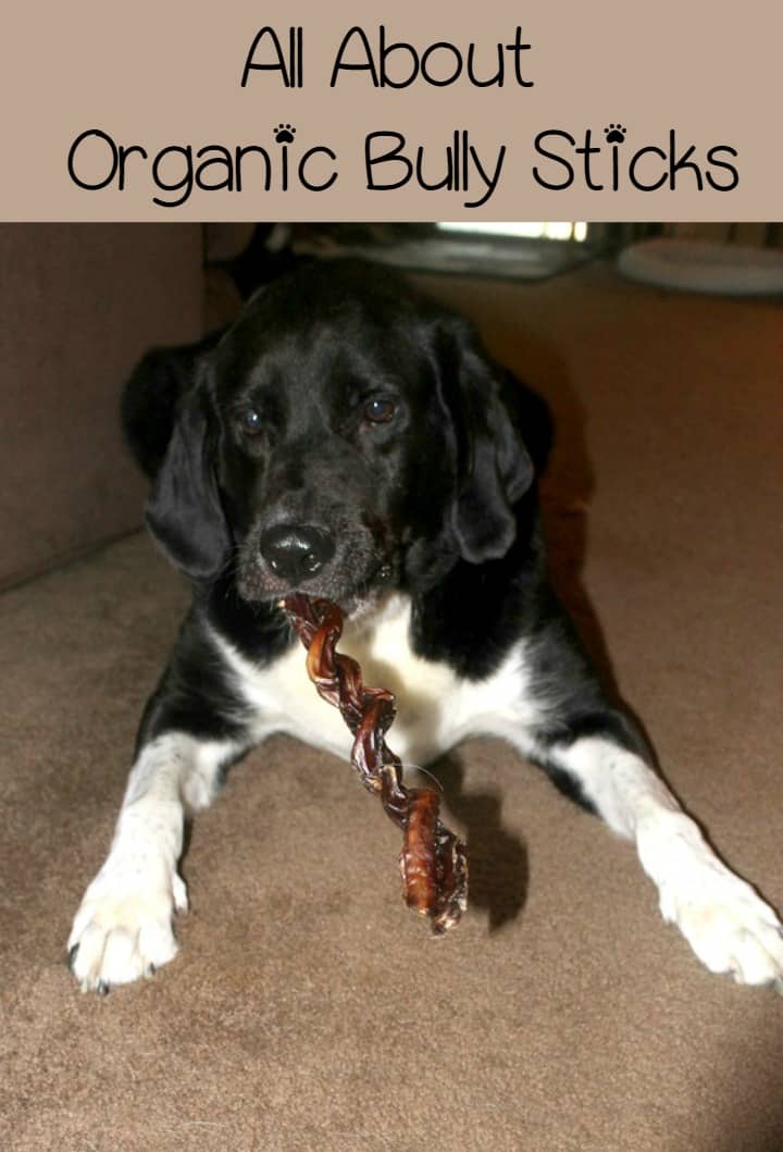 Organic Bully Sticks: A Great Choice for Hardcore Chewers
