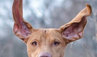 The weather breaks, it is suddenly a little warmer out and you are looking for games to play with your dog this Spring. Check out a few of our favorite spring games for dogs!