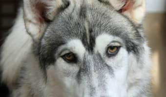 Siberian Huskies are great pets for people without allergies. Siberian Huskies are incredible shedders, so they're not for anyone with dog allergies.