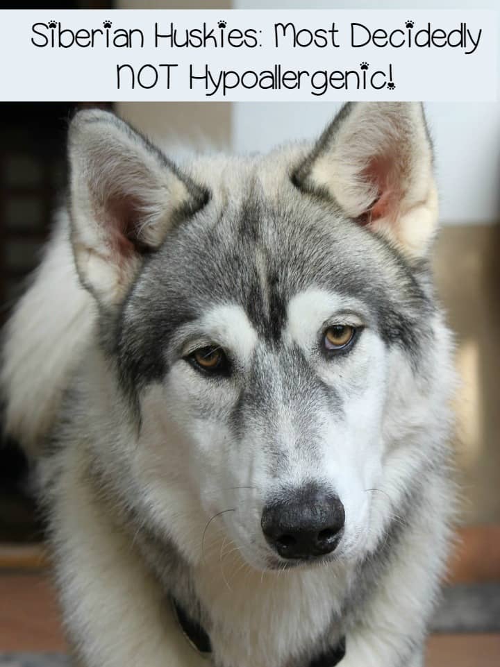 siberian husky hypoallergenic