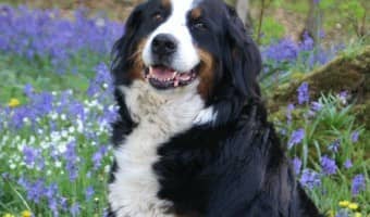Get your pup's coat ready for warmer weather with these spring grooming tips for dogs! It's like spring cleaning for fur! Check them out!