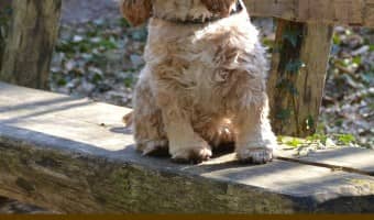 While any dog can be potty trained with consistency, some are more challenging. Check out the hardest dogs to housebreak so you can be prepared!
